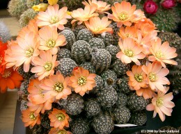 Rebutia ritteri